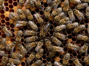 東北黑蜂繁殖技術(shù)（東北黑蜂純種蜂王價(jià)格）