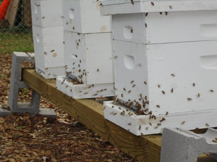 養(yǎng)蜂春繁濕度大怎么辦（風(fēng)向潮濕的原因和處理辦法）