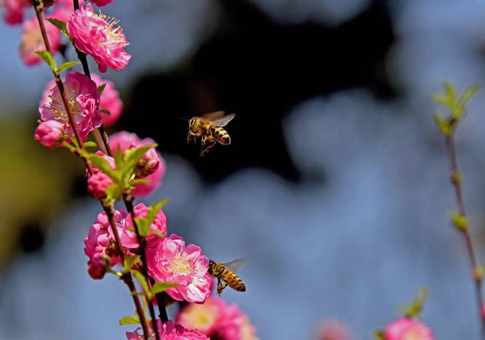 【蜜蜂知識】意大利蜂最怕什么? 意大利蜂最怕什么?