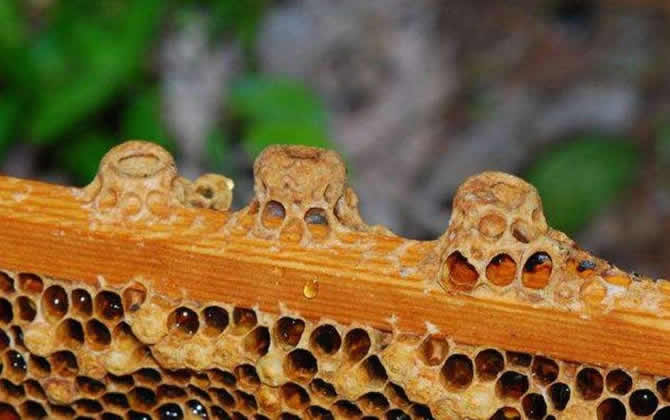 人工育王 人工育王