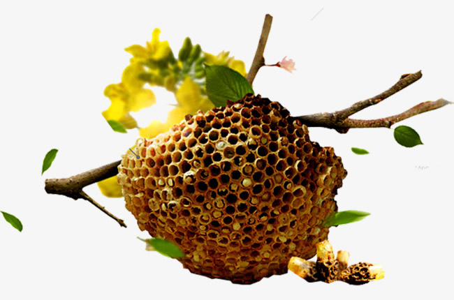 【蜜蜂知識】蜜蜂如何建造蜂巢? 蜜蜂如何建造蜂巢?