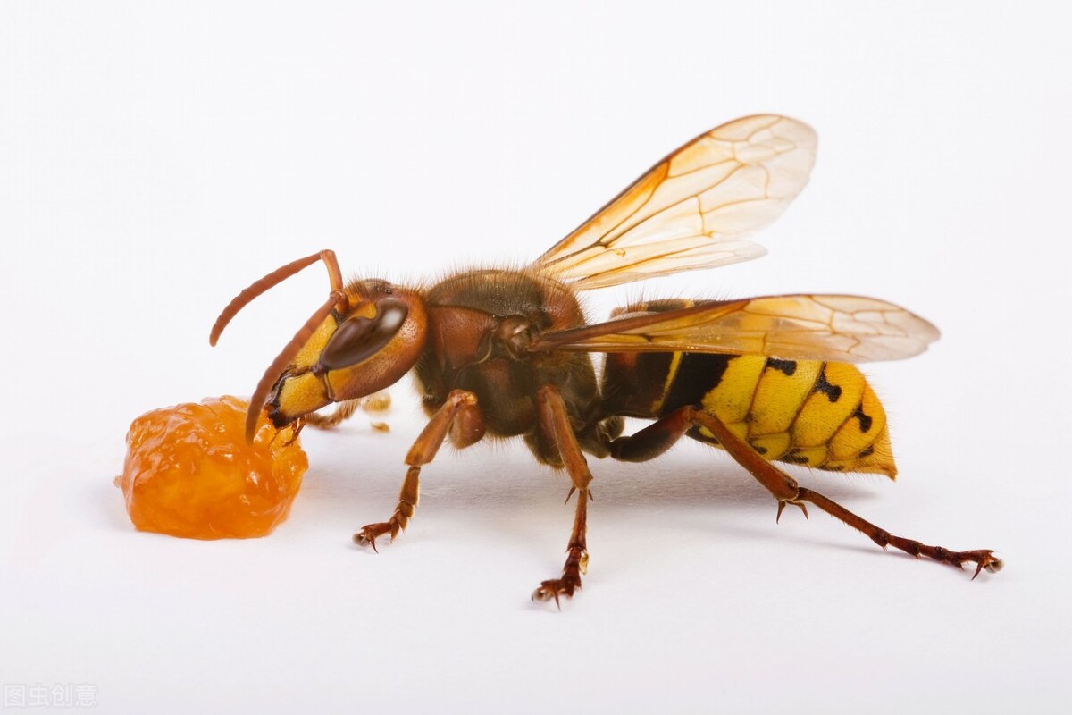 五大毒蜂有哪些(世界五大毒蜂排名) 五大毒蜂有哪些(世界五大毒蜂排名)