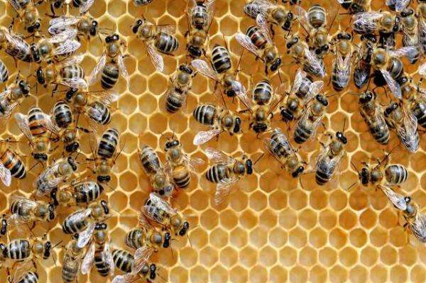 【蜜蜂養(yǎng)殖】蜂王夏季為什么會停止產(chǎn)卵?養(yǎng)蜂人應(yīng)該如何應(yīng)對? 蜂王夏季為什么會停止產(chǎn)卵?養(yǎng)蜂人應(yīng)該如何應(yīng)對?