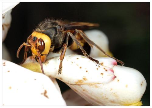 黃腰虎頭蜂怎么取蜂蛹(蜜蜂如何取蜂蛹) 黃腰虎頭蜂怎么取蜂蛹(蜜蜂如何取蜂蛹)