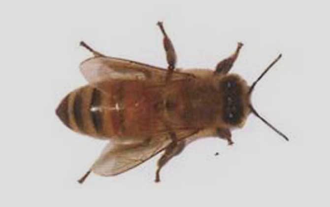 卡尼鄂拉蜂的生產(chǎn)性能怎么樣(卡尼鄂拉蜂蜂種論述) 卡尼鄂拉蜂的生產(chǎn)性能怎么樣(卡尼鄂拉蜂蜂種論述)