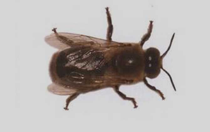 卡尼鄂拉蜂的生產(chǎn)性能怎么樣(卡尼鄂拉蜂蜂種論述) 卡尼鄂拉蜂的生產(chǎn)性能怎么樣(卡尼鄂拉蜂蜂種論述)