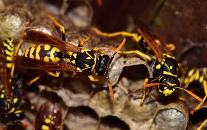 為什么馬蜂會進屋筑巢（為什么馬蜂來我家筑巢）