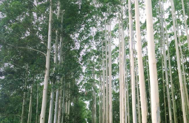 我國常見的蜜源樹種有哪些（什么樹蜜源最好）