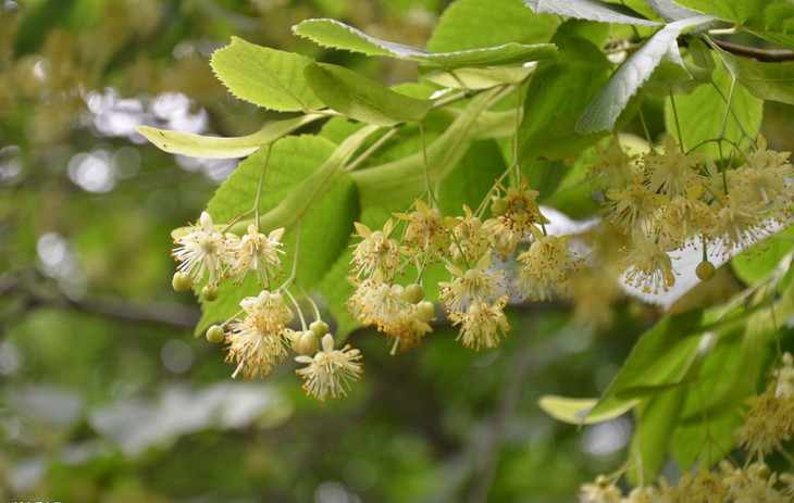 我國常見的蜜源樹種有哪些（什么樹蜜源最好）