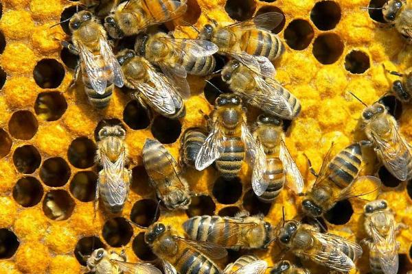 松丹一號可以定養嗎（適合定點飼養的意蜂品種）