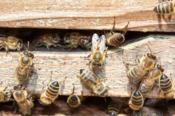 松丹一號可以定養嗎（適合定點飼養的意蜂品種）