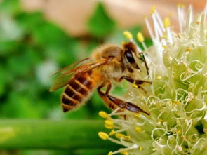 熊蜂怎么飼養(熊蜂怎么飼養) 熊蜂怎么飼養(熊蜂怎么飼養)