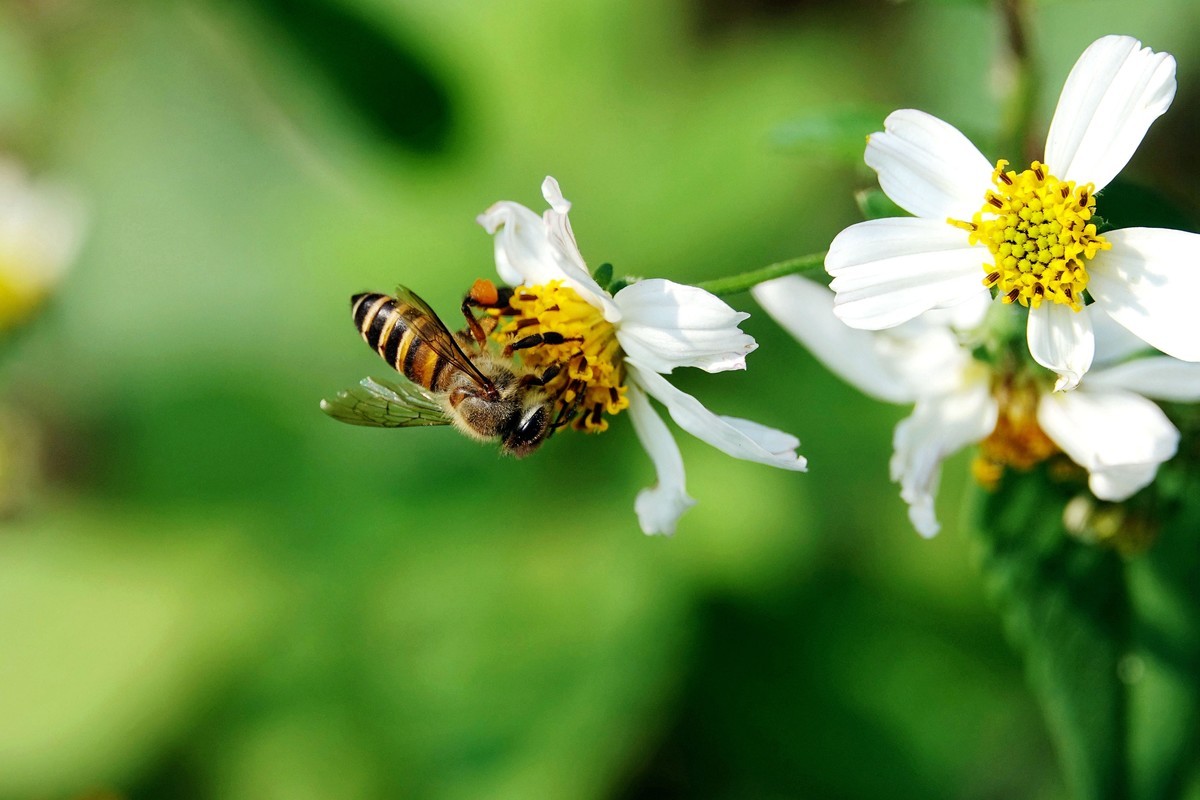 蜜蜂最怕什么味道會跑? 蜜蜂最怕什么味道會跑?