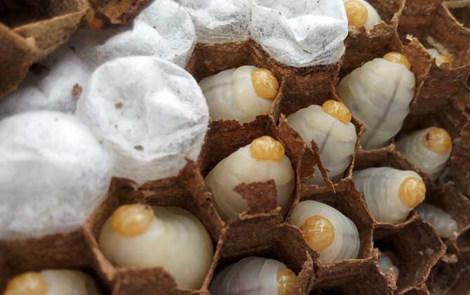 養(yǎng)馬蜂賺錢么(養(yǎng)馬蜂靠什么賺錢) 養(yǎng)馬蜂賺錢么(養(yǎng)馬蜂靠什么賺錢)