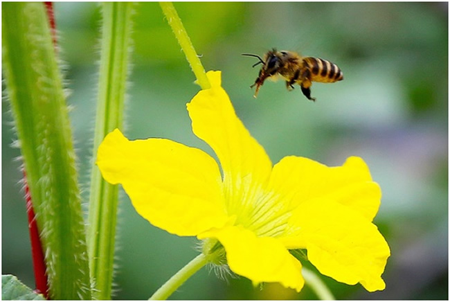 【蜜蜂知識(shí)】為什么要關(guān)蜂王? 為什么要關(guān)蜂王?