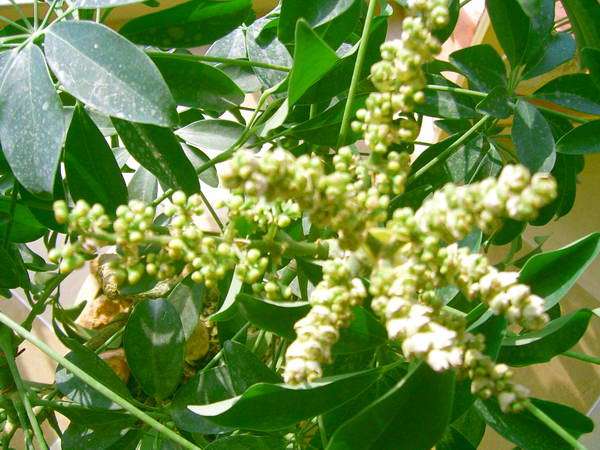 中國三大蜜源植物指的是哪三種(常見的蜜源植物有哪些) 中國三大蜜源植物指的是哪三種(常見的蜜源植物有哪些)