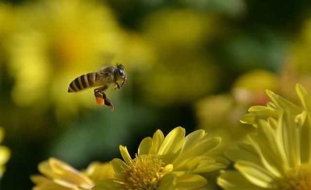 冬季蜜源植物有哪些？(盤點主要的蜜源植物)