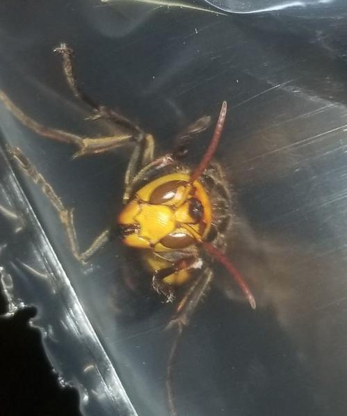 中國(guó)大虎頭蜂到底有多大(大虎頭蜂的尺寸大小) 中國(guó)大虎頭蜂到底有多大(大虎頭蜂的尺寸大小)