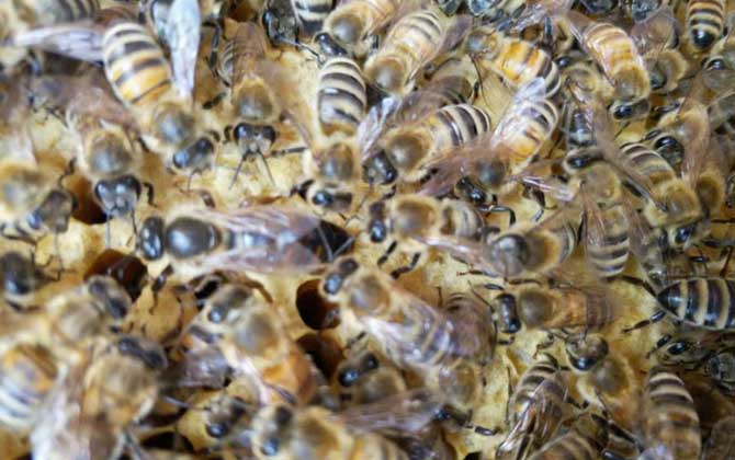 中蜂怎樣人工分蜂比較好(掌握中蜂人工分蜂的方法) 中蜂怎樣人工分蜂比較好(掌握中蜂人工分蜂的方法)