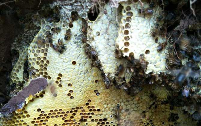 中蜂怎樣人工分蜂比較好(掌握中蜂人工分蜂的方法) 中蜂怎樣人工分蜂比較好(掌握中蜂人工分蜂的方法)