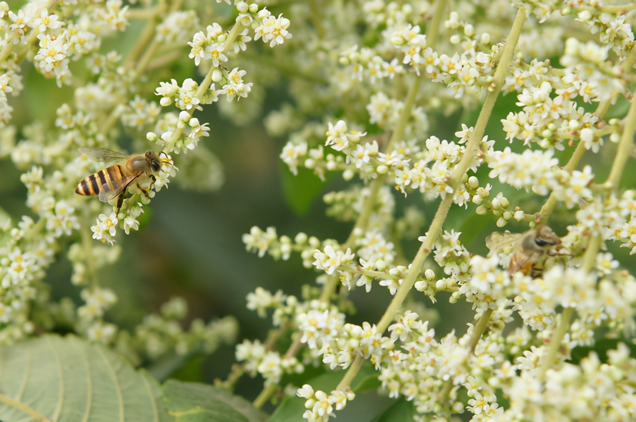 五倍子花期蜂群管理(五倍子花期有多長) 五倍子花期蜂群管理(五倍子花期有多長)