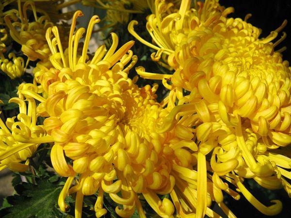 菊花的花語和象征寓意 菊花的花語和象征寓意