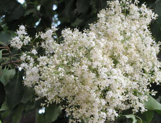 六月雪花語是什么含義(六月雪花語的寓意和象征) 六月雪花語是什么含義(六月雪花語的寓意和象征)