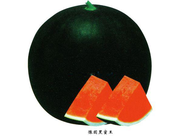 無籽西瓜有哪些品種(15種無籽西瓜品種介紹) 無籽西瓜有哪些品種(15種無籽西瓜品種介紹)