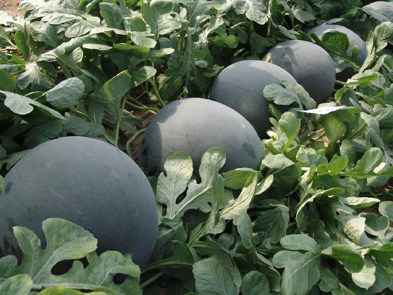 無籽西瓜有哪些品種(15種無籽西瓜品種介紹) 無籽西瓜有哪些品種(15種無籽西瓜品種介紹)