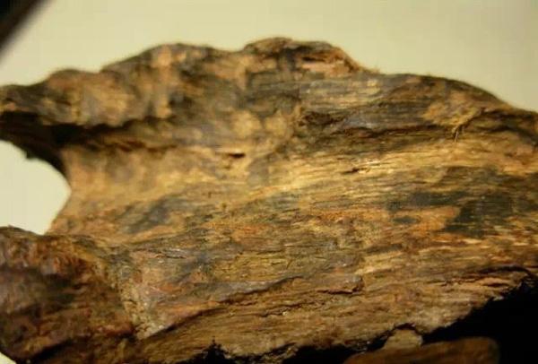 白木香是沉香嗎（白木香和沉香的區(qū)別）