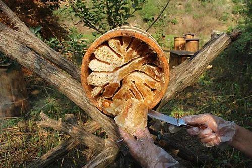 土法養(yǎng)蜂怎樣分蜂(土養(yǎng)分蜂方法) 土法養(yǎng)蜂怎樣分蜂(土養(yǎng)分蜂方法)