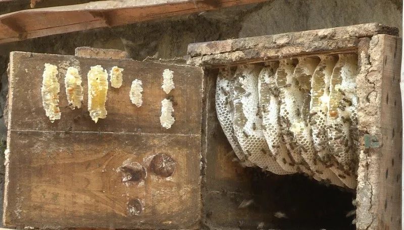 土法養(yǎng)蜂怎樣分蜂(土養(yǎng)分蜂方法) 土法養(yǎng)蜂怎樣分蜂(土養(yǎng)分蜂方法)