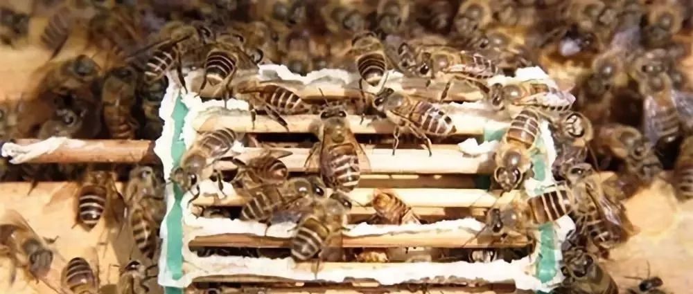 養蜂四大必備技能有哪些(養蜂實用技術) 養蜂四大必備技能有哪些(養蜂實用技術)