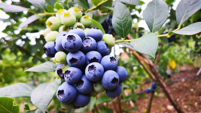 藍(lán)莓樹苗怎么種植（藍(lán)莓樹的栽培和管理技術(shù)）