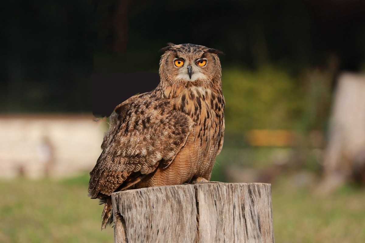 貓頭鷹進宅怎么送走(貓頭鷹飛進家里的驅趕方法) 貓頭鷹進宅怎么送走(貓頭鷹飛進家里的驅趕方法)
