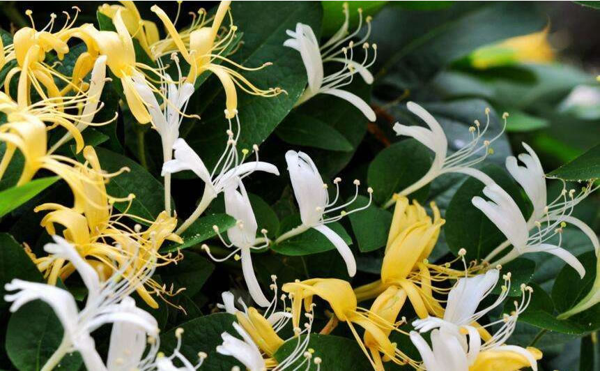 金銀花產地在哪里(金銀花產地主要分布) 金銀花產地在哪里(金銀花產地主要分布)