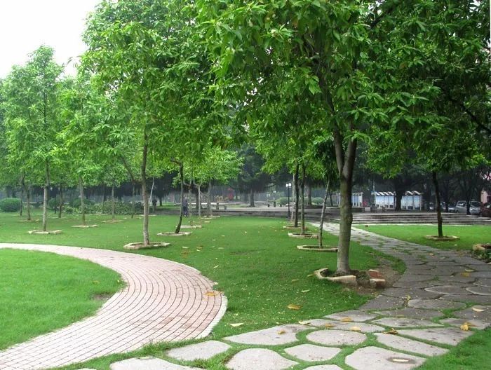 白蘭樹怎么種植(白蘭樹的種植和養(yǎng)護方法) 白蘭樹怎么種植(白蘭樹的種植和養(yǎng)護方法)