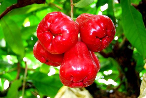 水果蓮霧多少錢一斤(蓮霧果的價格和正確吃法) 水果蓮霧多少錢一斤(蓮霧果的價格和正確吃法)