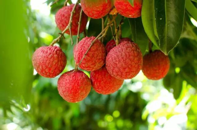 荔枝的英文怎么讀(荔枝的英文單詞讀寫) 荔枝的英文怎么讀(荔枝的英文單詞讀寫)