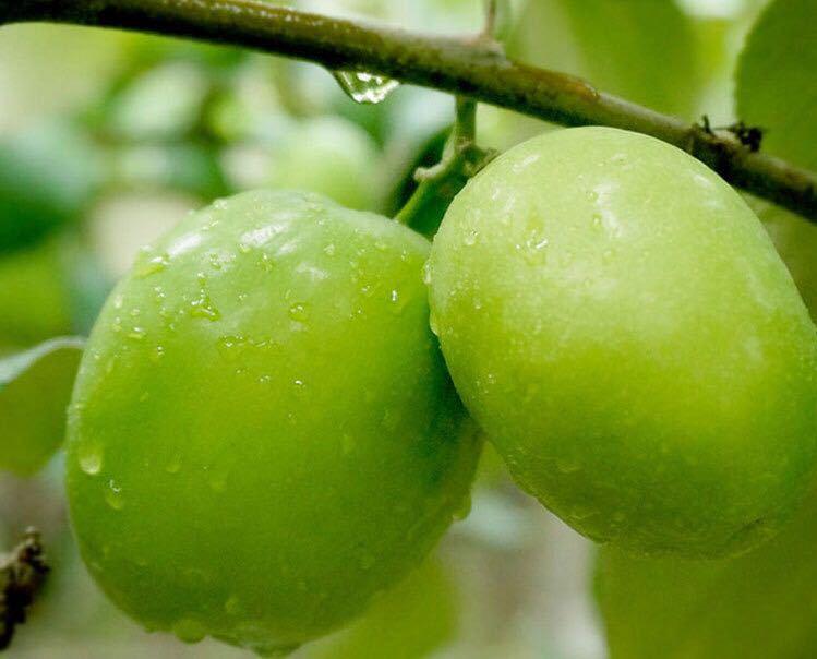 冬天成熟的水果有哪些(冬季生長的6種應季成熟水果) 冬天成熟的水果有哪些(冬季生長的6種應季成熟水果)