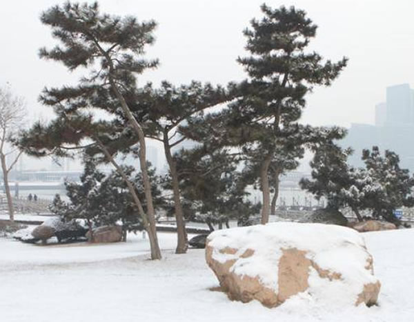 四季常青的樹木有哪幾種(10種四季常青的樹木) 四季常青的樹木有哪幾種(10種四季常青的樹木)