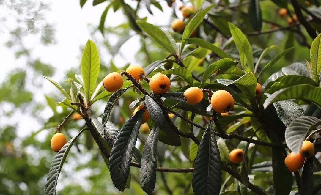 枇杷的英文怎么寫（枇杷的英文讀寫和發(fā)音）