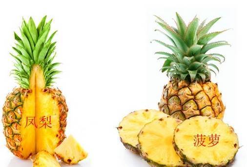 菠蘿和鳳梨有什么區(qū)別(菠蘿和鳳梨的區(qū)分方法) 菠蘿和鳳梨有什么區(qū)別(菠蘿和鳳梨的區(qū)分方法)