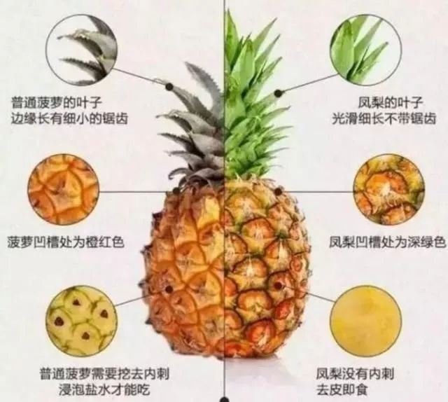 菠蘿和鳳梨有什么區(qū)別(菠蘿和鳳梨的區(qū)分方法) 菠蘿和鳳梨有什么區(qū)別(菠蘿和鳳梨的區(qū)分方法)