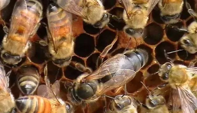 怎樣辨別蜂王交尾成功(蜂王交尾成功的標(biāo)志) 怎樣辨別蜂王交尾成功(蜂王交尾成功的標(biāo)志)