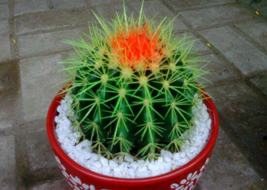 仙人球有毒嗎(被仙人球扎了怎么辦) 仙人球有毒嗎(被仙人球扎了怎么辦)