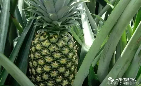 菠蘿的產地有哪些地方(菠蘿的產地和品種介紹) 菠蘿的產地有哪些地方(菠蘿的產地和品種介紹)