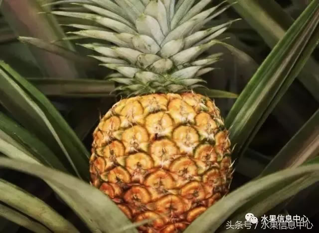 菠蘿的產地有哪些地方(菠蘿的產地和品種介紹) 菠蘿的產地有哪些地方(菠蘿的產地和品種介紹)