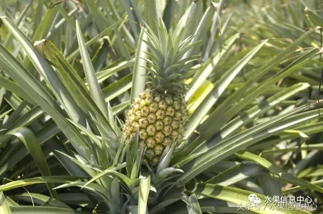 菠蘿的產地有哪些地方(菠蘿的產地和品種介紹) 菠蘿的產地有哪些地方(菠蘿的產地和品種介紹)