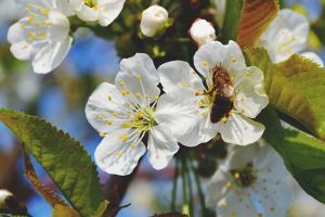 養殖蜜蜂的成本高嗎？